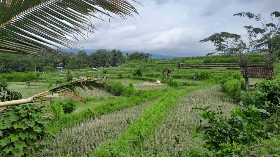 Rice terraces in Bali surrounded by tropical greenery